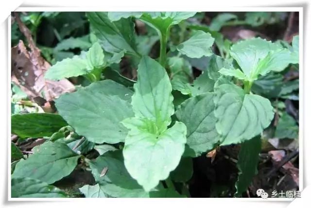 建立国家公园的发展思路,黄沙瑶族乡最新规划