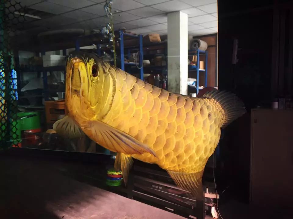 龙鱼饲养方法及注意事项,养龙鱼的误区