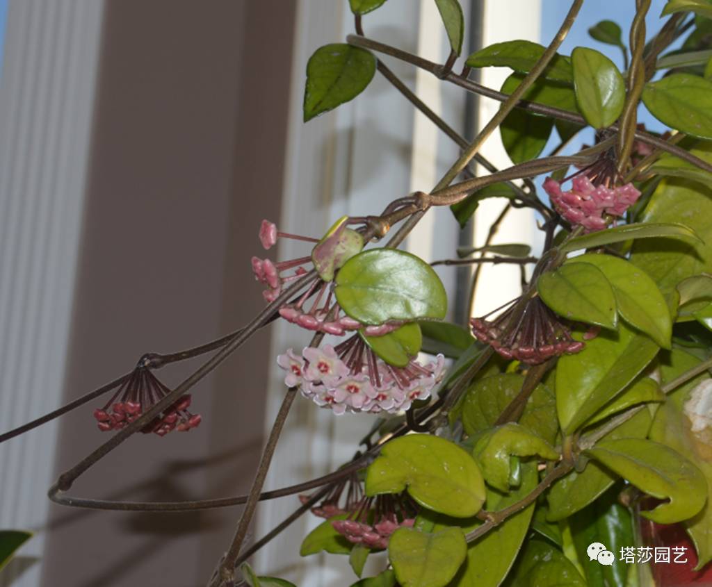 养球兰的小诀窍,怎样才能让球兰爆根