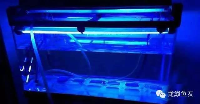 龙鱼艾滋后期治疗,龙鱼艾滋