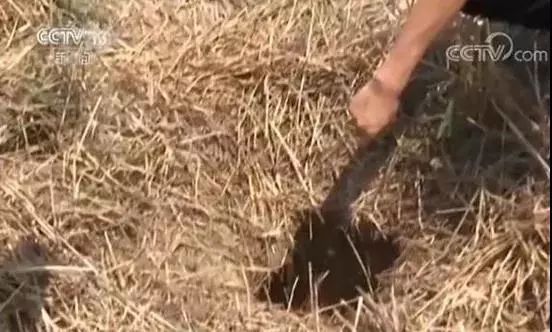 鸿雁知天下最新新闻,鸿雁知天下完整版