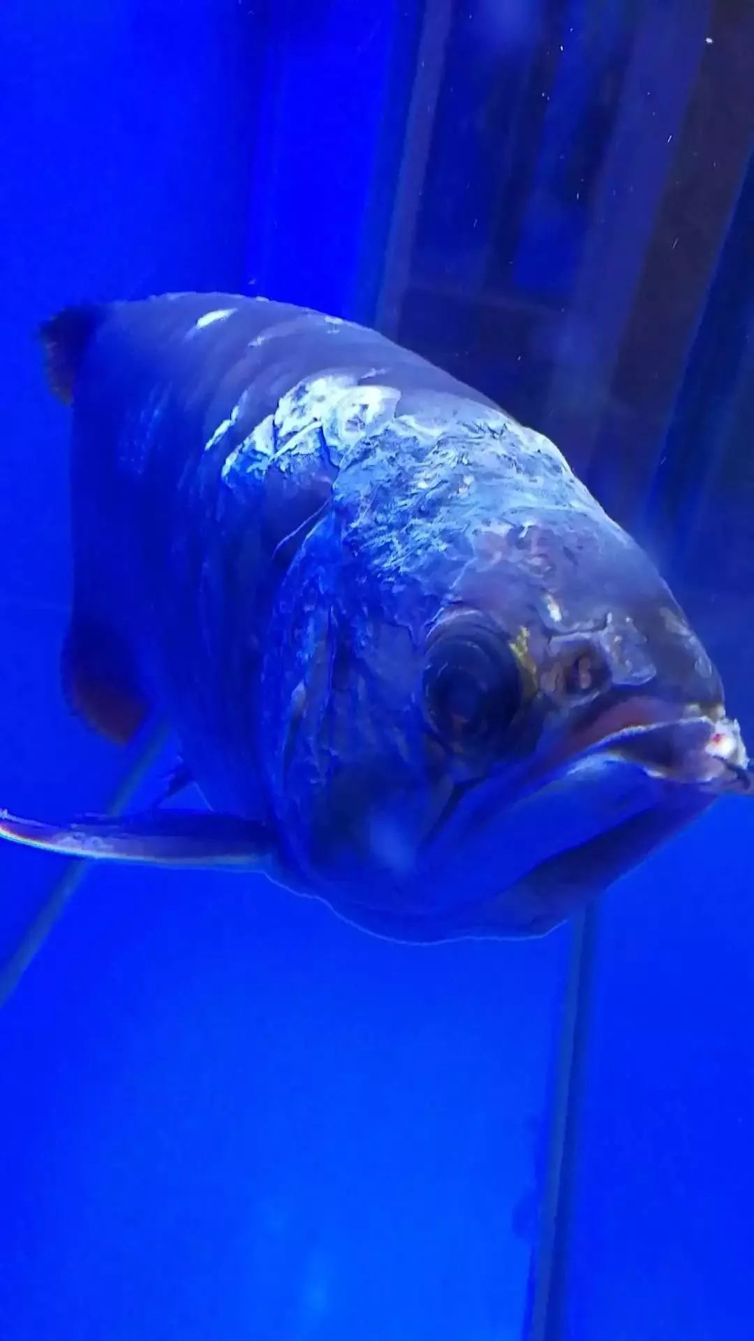 龙鱼艾滋后期治疗,龙鱼艾滋