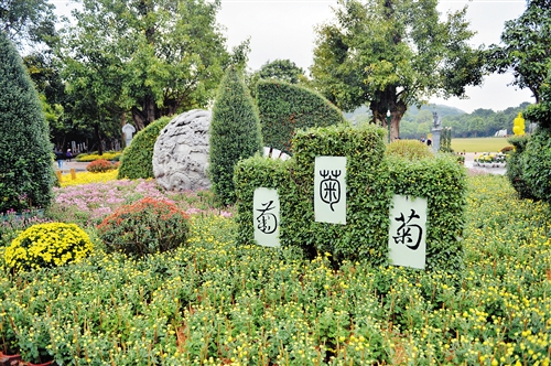 第八届青秀山菊花展夜间活动,广西南宁青秀山景区10万余盆菊花