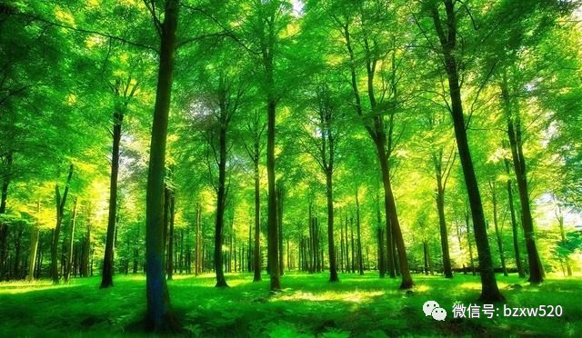 巴中创文整顿哪些,巴中创文成功了吗