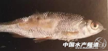 鱼水霉防控措施,鱼类水霉病防治方法