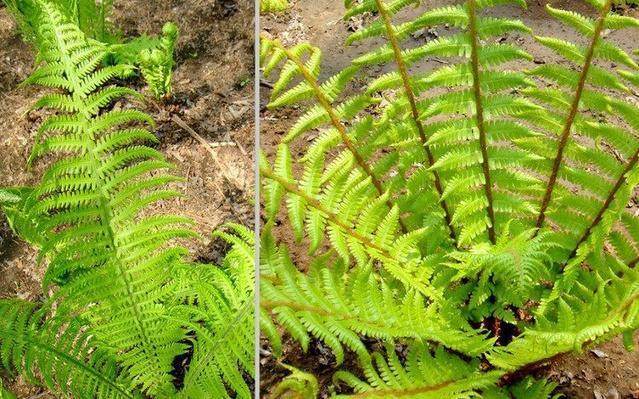 农村野草像蜈蚣,长得像蜈蚣的野草