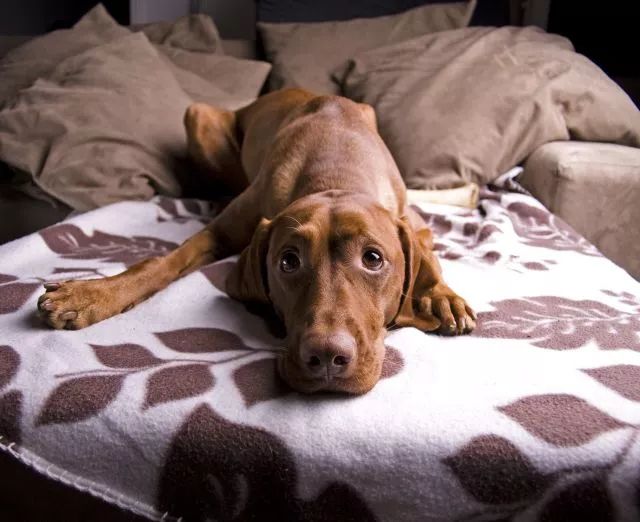 汪星人“大姨妈”来了怎么办？