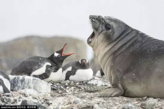 如果能重来就要选李白,李白和小撒的最新视频