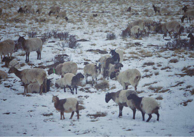 有人你|醉美三江源，最美瀞度人
