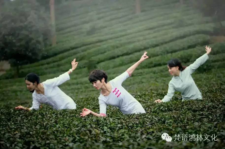 东有龙井西有凤冈怎么来的,东有龙井西有凤冈视频