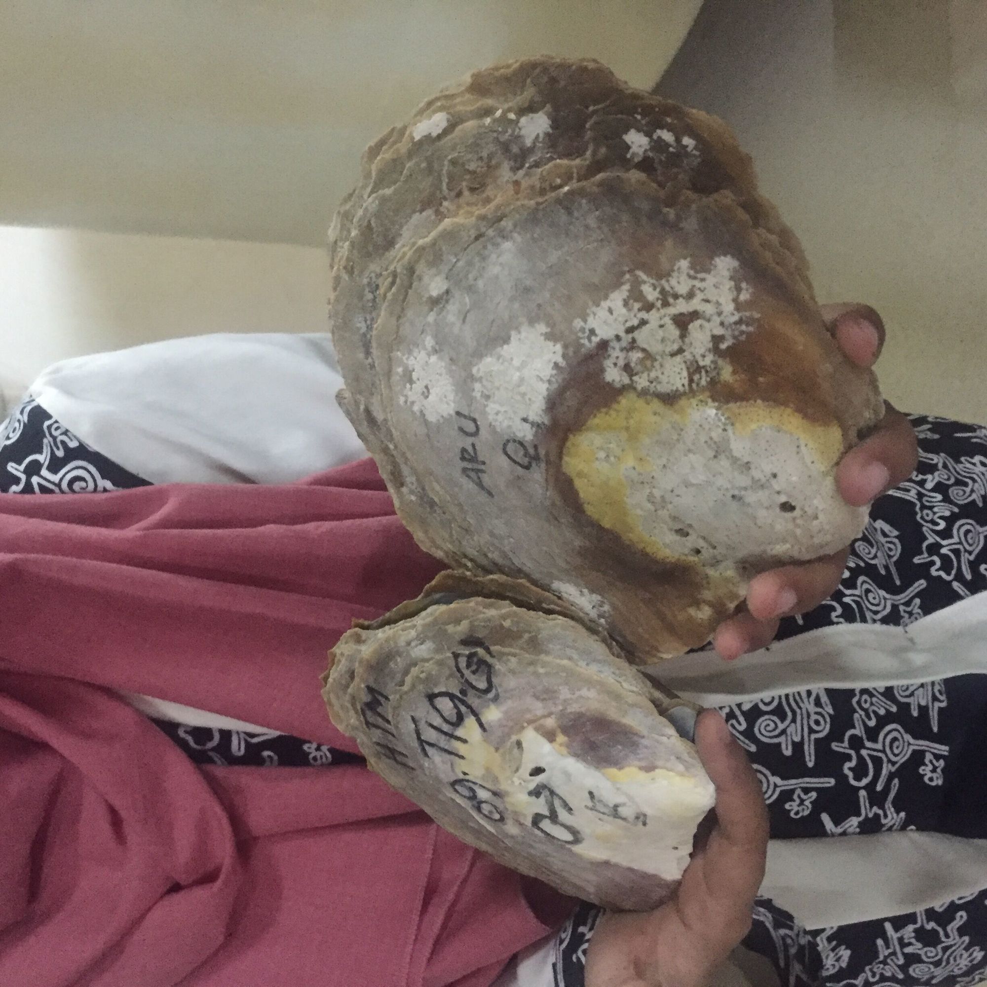 印尼珍珠哪里最便宜,印尼南洋珍珠