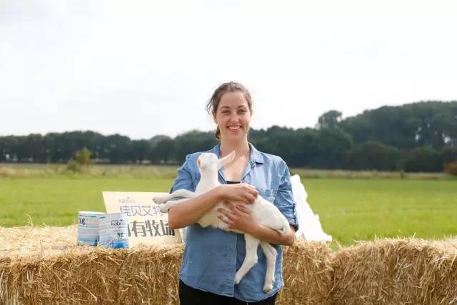 奶羊和奶牛产奶是一样的吗,为什么羊和牛会产奶