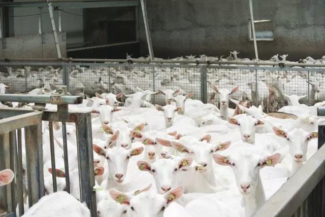 奶羊和奶牛产奶是一样的吗,为什么羊和牛会产奶