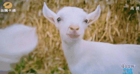 奶羊和奶牛产奶是一样的吗,为什么羊和牛会产奶