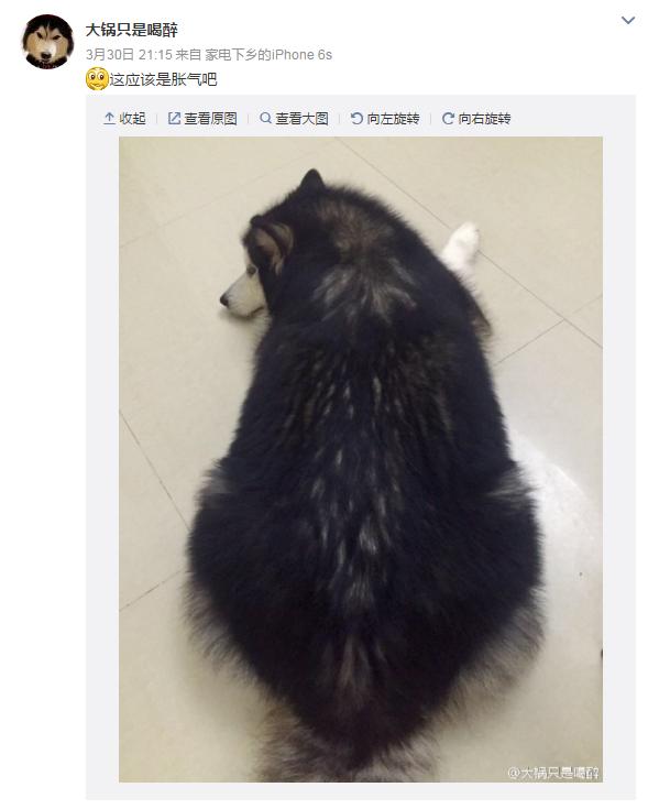 云养宠物可爱,云养宠物出现的原因