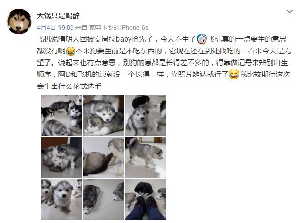 云养宠物可爱,云养宠物出现的原因