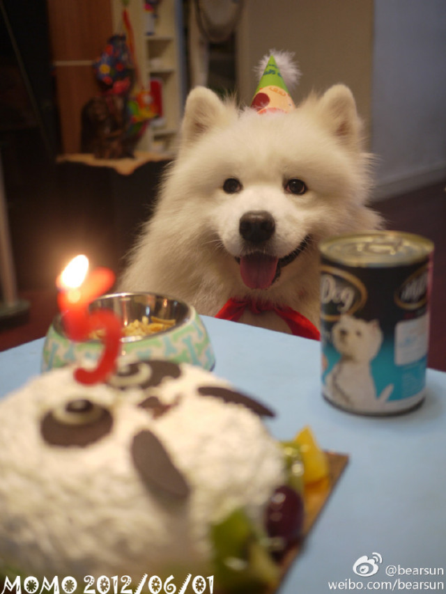 云养宠物可爱,云养宠物出现的原因