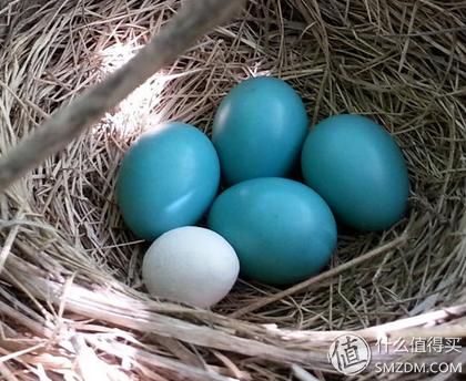 照片还是那个苍姐姐,但陪撸的鼠标却更”色”了I-ROCKSIM6幻彩翼评测,附苍姐签名照