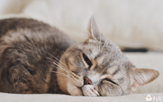 喵星人形象演绎痛经到底有多痛？