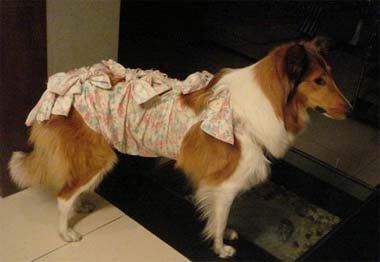 狗狗绝育完记得留意它的排便情况，以下7点各位铲屎官们切记！