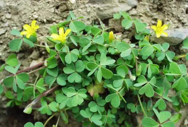 这些野果你都吃过吗,这些童年的美味野果