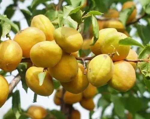 辽宁省特产别的省份吃不到的,辽宁的十大特色水果