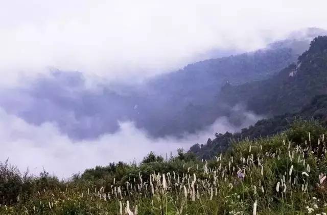 石家庄还藏着这样的宝藏露营地,石家庄最佳露营赏花地点