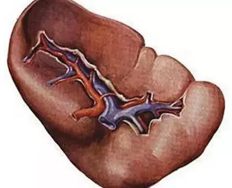 中医调理五脏六腑疾病的顺序,五脏六腑中医调理顺序