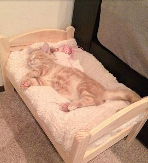 小猫太重在猫爬架摔下来,幼猫被重物砸蜷缩在角落