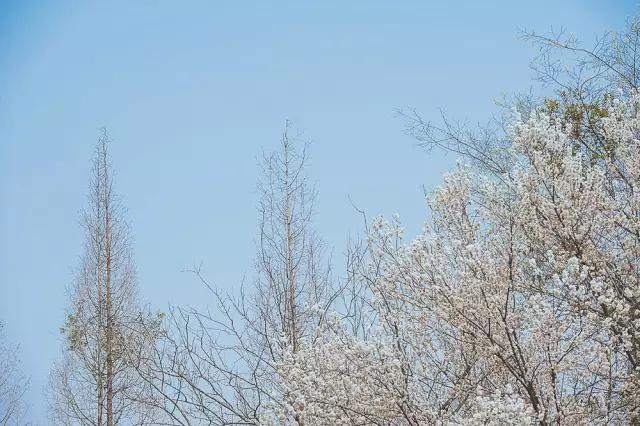 他在这里盖房子时,日本人还没学会唐风