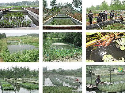 铁仓养泥鳅成本及利润,孵化100万泥鳅的成本