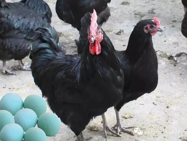 适合农村创业的小本点子,12个适合农村创业的小本项目