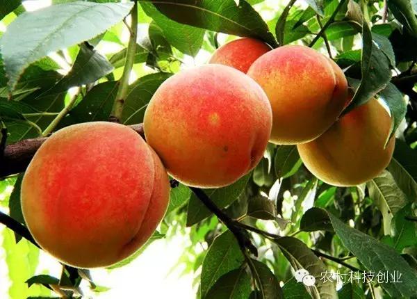 适合农村创业的小本点子,12个适合农村创业的小本项目