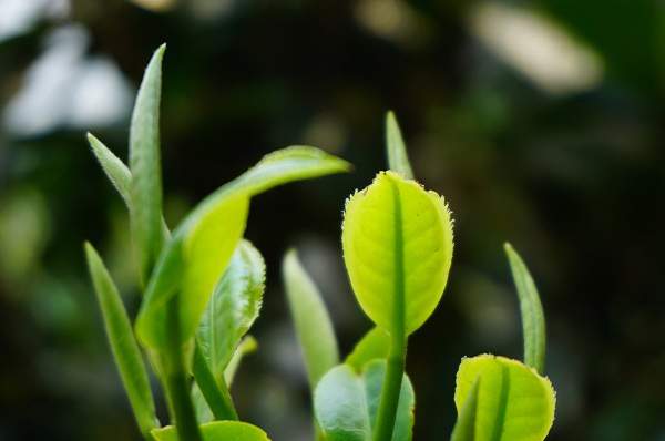 普洱茶熟茶制作流程图,做普洱茶如何入门