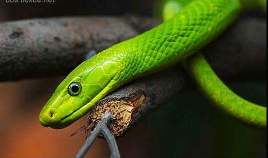 世界上最珍贵的6种蛇,世上最珍贵几大蛇类