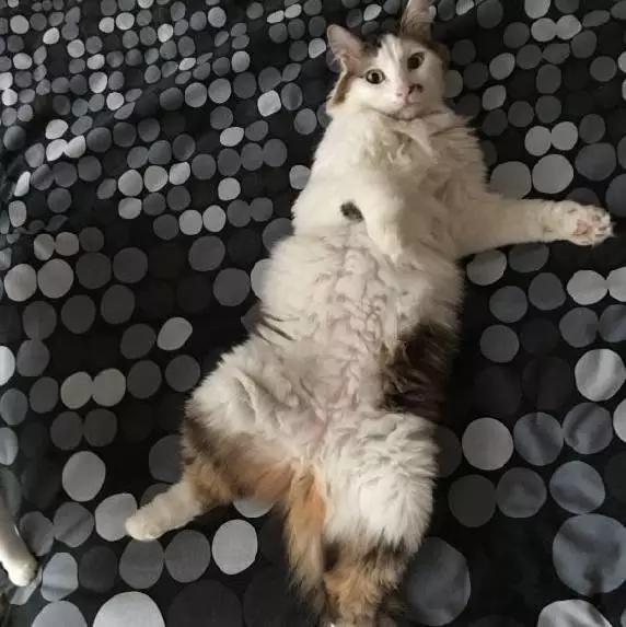 上海领养代替购买,上海领养孩子有补贴吗