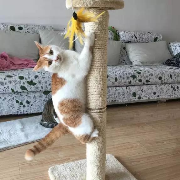 上海领养代替购买,上海领养孩子有补贴吗