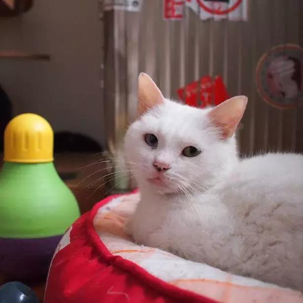 上海领养代替购买,上海领养孩子有补贴吗