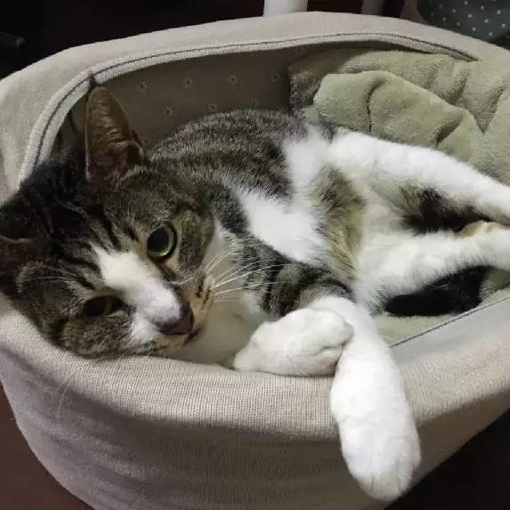 上海领养代替购买,上海领养孩子有补贴吗