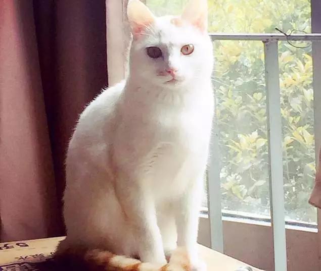 上海领养代替购买,上海领养孩子有补贴吗