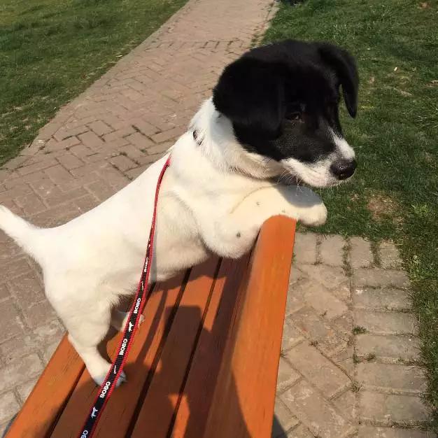 上海领养代替购买,上海领养孩子有补贴吗