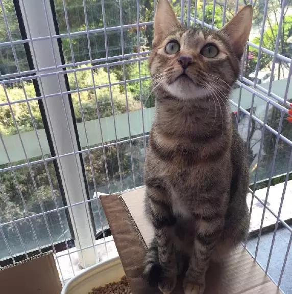 上海领养代替购买,上海领养孩子有补贴吗