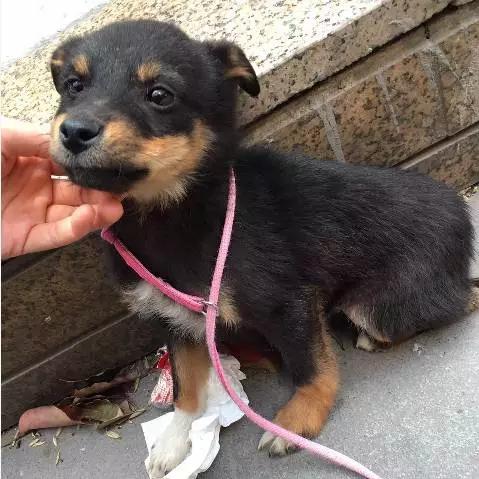 上海领养代替购买,上海领养孩子有补贴吗