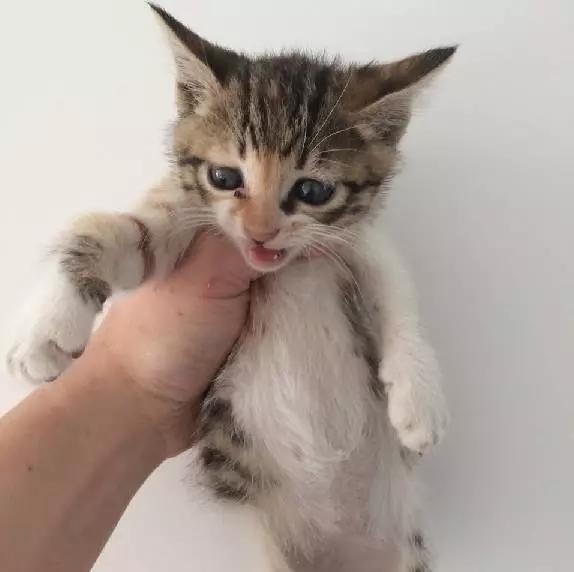 上海领养代替购买,上海领养孩子有补贴吗