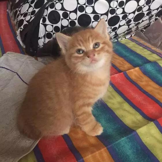 上海领养代替购买,上海领养孩子有补贴吗