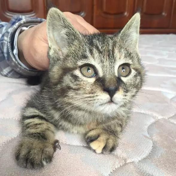 上海领养代替购买,上海领养孩子有补贴吗