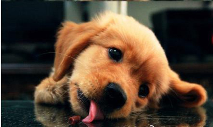 金毛贪吃的毛病都是惯出来的,金毛跟着主人爱贪吃怎么教