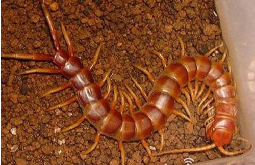 南美大型蜈蚣亚洲巨人蜈蚣,世界上比蜈蚣还多脚的动物