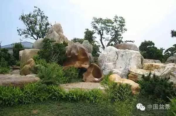 文人树盆景美不胜收,中国神奇的十大盆景