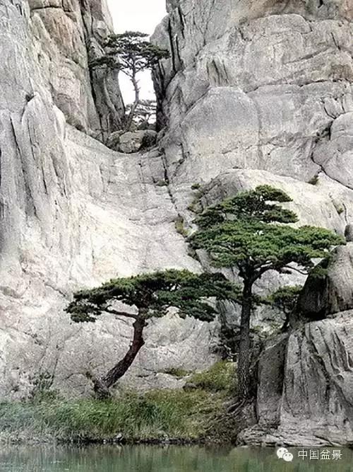 文人树盆景美不胜收,中国神奇的十大盆景